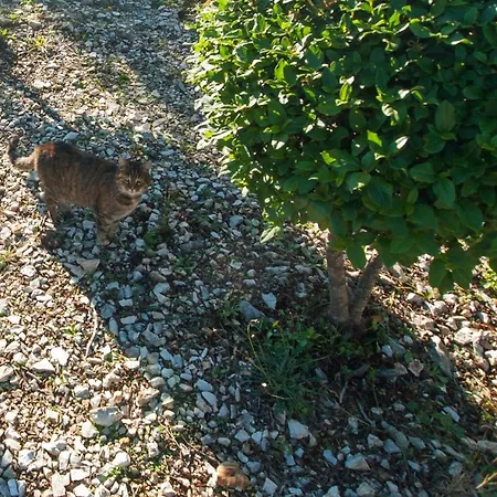 Stella Apartamento Zaton (Sibenik-Knin)