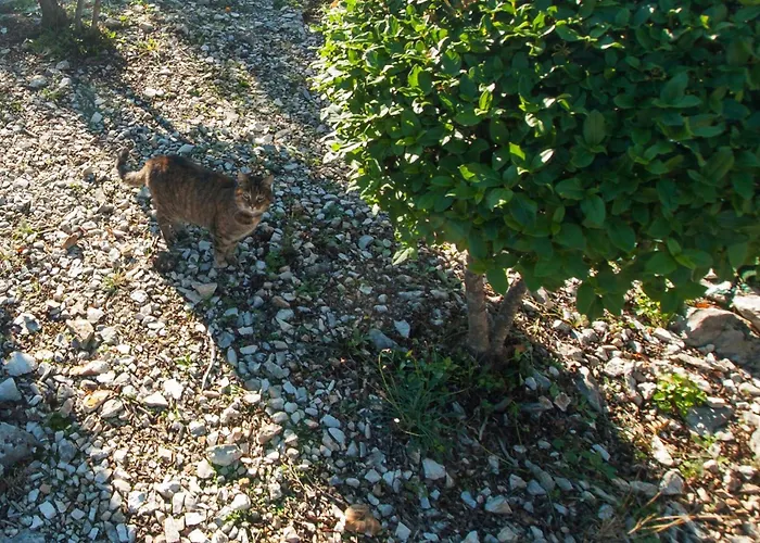 Stella Apartment Zaton (Sibenik-Knin)